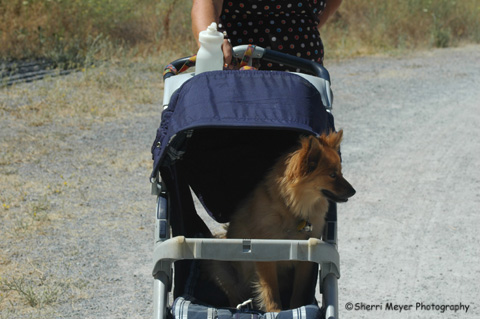 dog-in-stroller.jpg