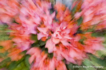 flower-zoom.jpg