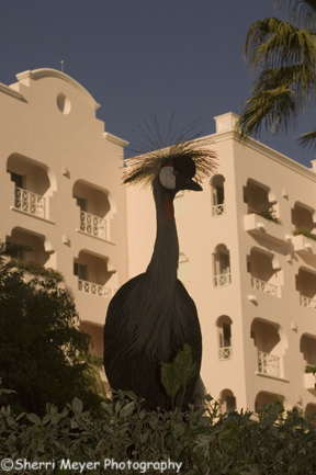 african-crane.jpg