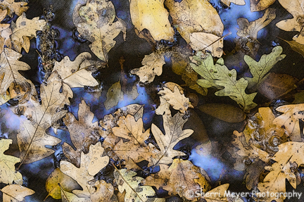 oak-leaves.jpg