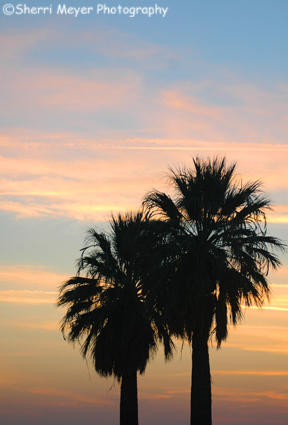 Palm Trees in Silhouette, Bakersfield, CA — Sherri Meyer Photography