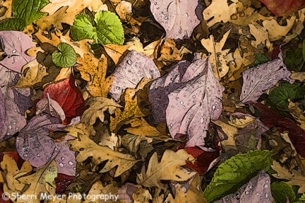 oak-leaves2.jpg