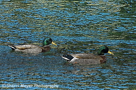 ducks-arp.jpg