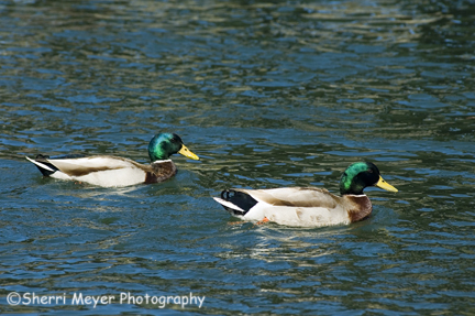 ducks-arp3.jpg