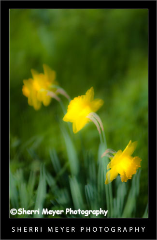 Photo 3 Double exposure of a Daffodil Plant In the 1st photo 