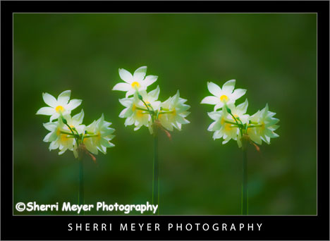 d300multipleexposure Photo 4 Triple exposure of a Narcissus Plant