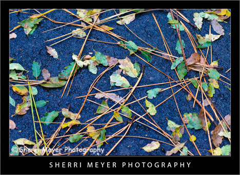 Oak-Leaves-and-Pine-Needles