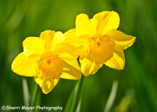 Daffodils