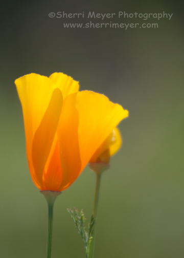 California-Poppies-2