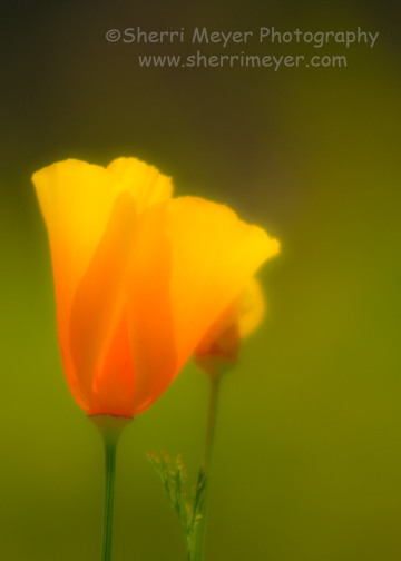 California-Poppies